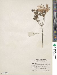 Rhododendron atlanticum image