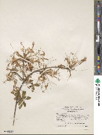 Rhododendron atlanticum image