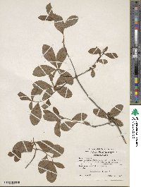 Rhododendron atlanticum image