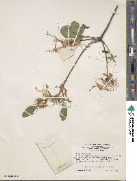 Rhododendron atlanticum image