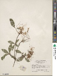 Rhododendron atlanticum image