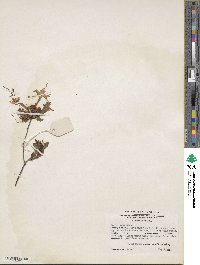 Rhododendron atlanticum image