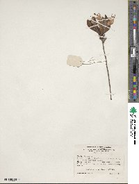 Rhododendron atlanticum image