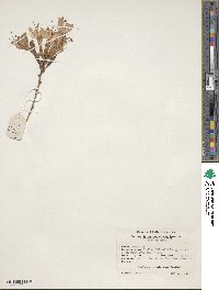 Rhododendron atlanticum image