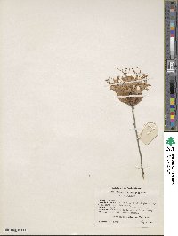 Rhododendron atlanticum image