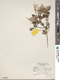 Rhododendron atlanticum image