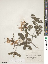 Rhododendron cumberlandense image