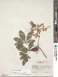 Rhododendron cumberlandense image