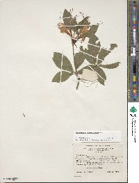 Rhododendron cumberlandense image