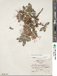 Rhododendron cumberlandense image