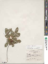 Rhododendron cumberlandense image