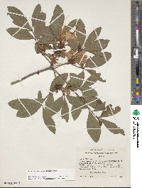 Rhododendron cumberlandense image