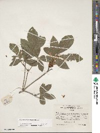 Rhododendron cumberlandense image