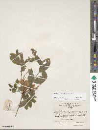 Rhododendron cumberlandense image