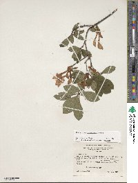 Rhododendron cumberlandense image