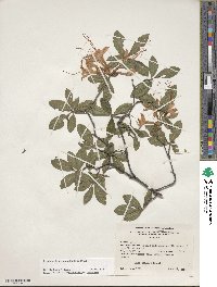 Rhododendron cumberlandense image