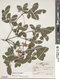 Rhododendron cumberlandense image