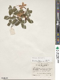 Rhododendron cumberlandense image