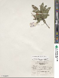 Rhododendron cumberlandense image