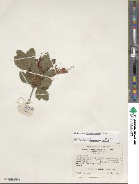 Rhododendron cumberlandense image