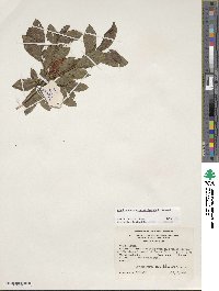Rhododendron cumberlandense image