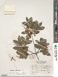 Rhododendron cumberlandense image