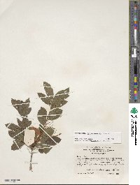 Rhododendron cumberlandense image