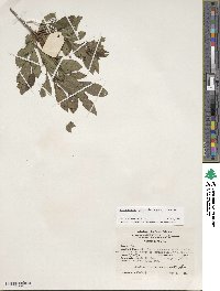 Rhododendron cumberlandense image