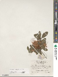 Rhododendron cumberlandense image