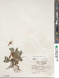Rhododendron cumberlandense image