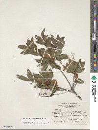 Rhododendron cumberlandense image