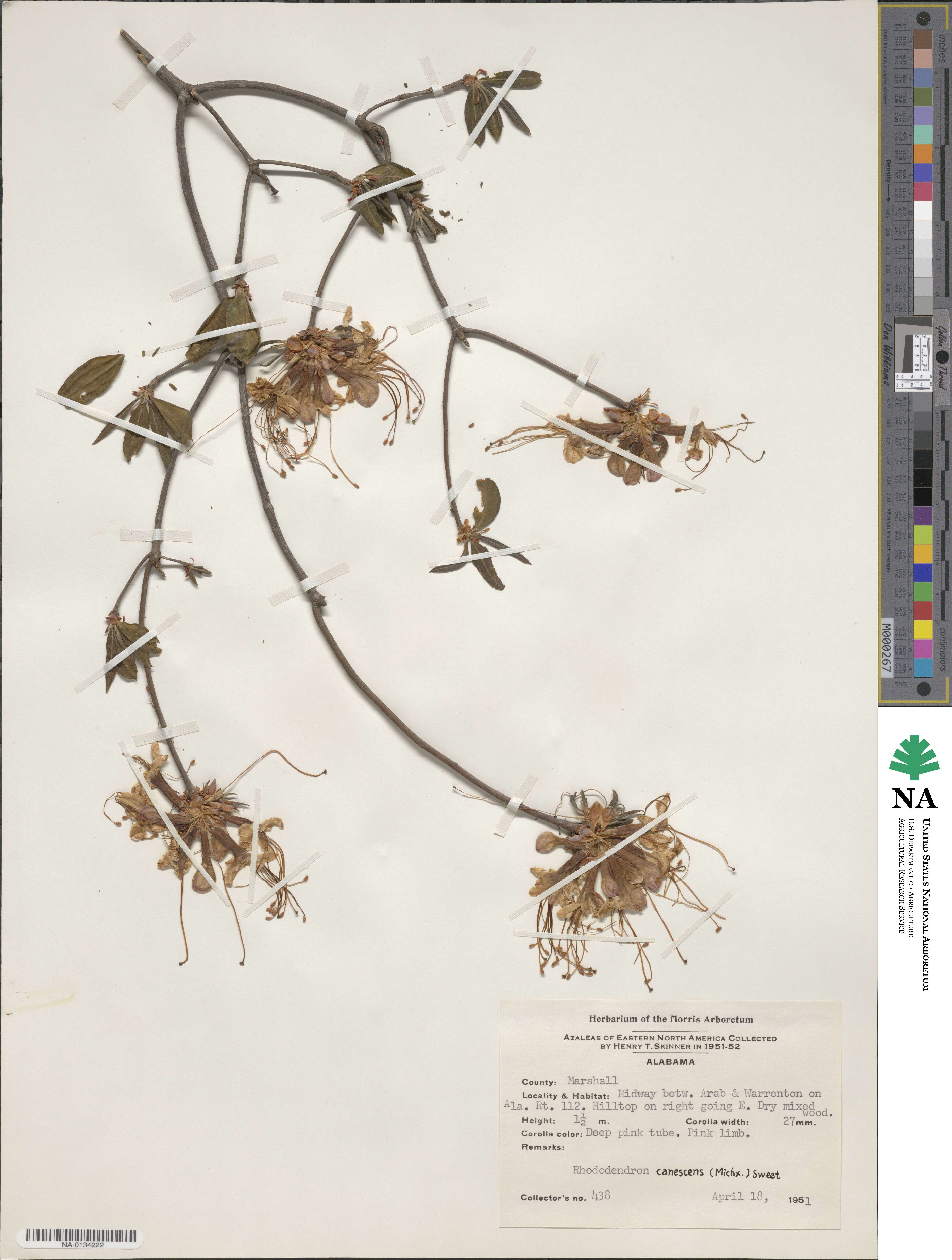 Rhododendron canescens image