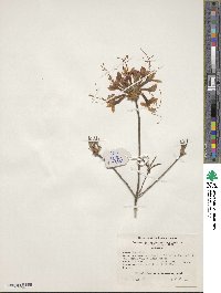 Rhododendron canescens image