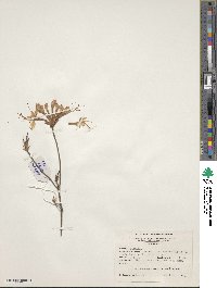 Rhododendron canescens image
