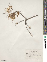 Rhododendron canescens image