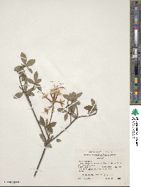 Rhododendron canescens image