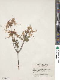 Rhododendron canescens image