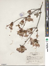Rhododendron canescens image