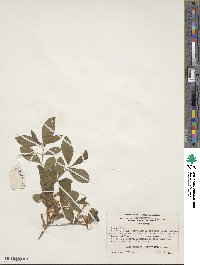 Rhododendron canescens image