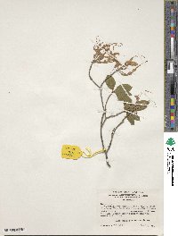 Rhododendron canescens image