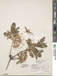 Rhododendron speciosum image