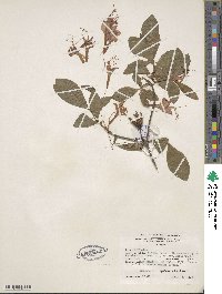 Rhododendron speciosum image