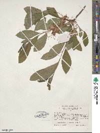 Rhododendron speciosum image