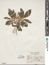 Rhododendron speciosum image