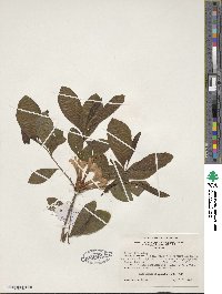 Rhododendron speciosum image