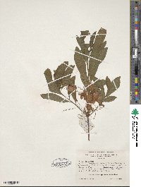 Rhododendron speciosum image