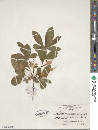 Rhododendron speciosum image