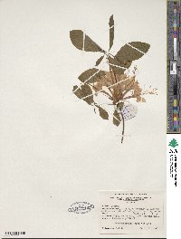 Rhododendron speciosum image