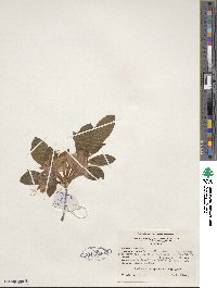 Rhododendron speciosum image