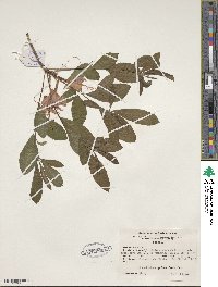 Rhododendron speciosum image